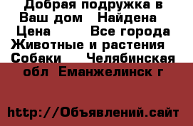 Добрая подружка,в Ваш дом!!!Найдена › Цена ­ 10 - Все города Животные и растения » Собаки   . Челябинская обл.,Еманжелинск г.